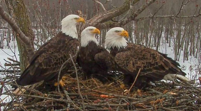 Cientistas estudam um “caso a três” de águias, que criam juntos os filhotes