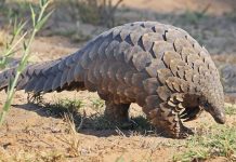 Pangolim, o mamífero mais furtado do mundo.