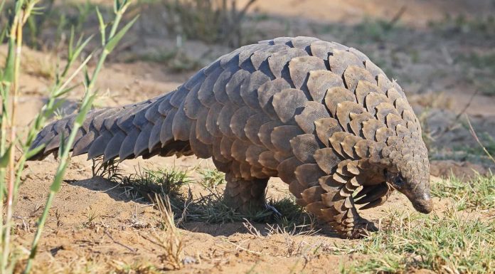 Pangolim, o mamífero mais furtado do mundo.