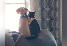 Cão compartilha um momento tranquilo de observação de pássaros com seu melhor amigo.