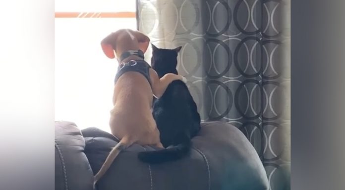 Cão compartilha um momento tranquilo de observação de pássaros com seu melhor amigo.