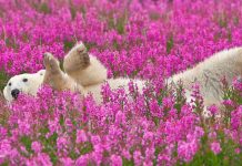 Fotógrafo canadense registra urso polar brincando em campo de flores