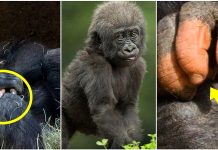 Um gorila nascido com falta de pigmentação nos dedos surpreendeu.