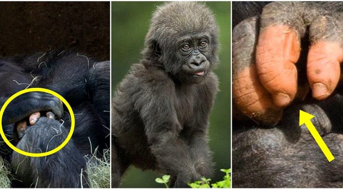 Um gorila nascido com falta de pigmentação nos dedos surpreendeu.