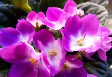 Plantas que expressam amor: 10 plantas para presentear em qualquer data