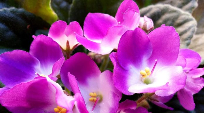 Plantas que expressam amor: 10 plantas para presentear em qualquer data