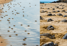 Tartarugas assumem as praias vazias e põem ovos no meio do dia – pela primeira vez em 7 anos