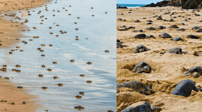 Tartarugas assumem as praias vazias e põem ovos no meio do dia – pela primeira vez em 7 anos