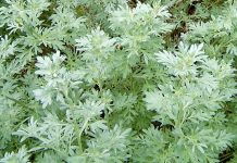 Descubra tudo sobre o chá de absinto(losna)