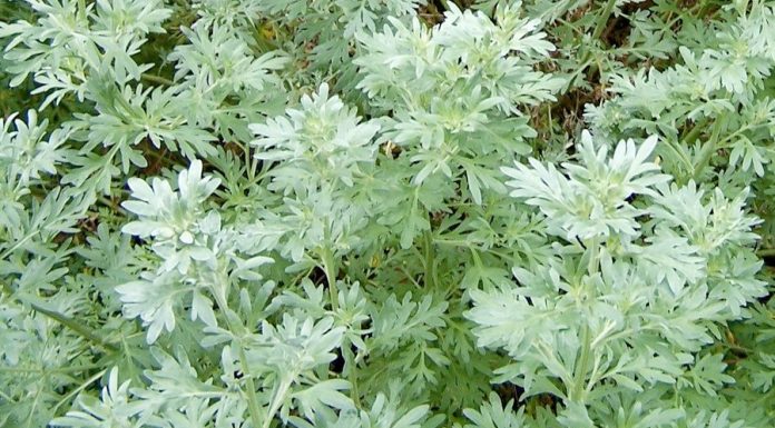 Descubra tudo sobre o chá de absinto(losna)