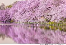 Flores de cerejeira inundam o Lago Inokashira Park em Tóquio.