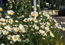 Quarentena pode gerar o melhor verão de todos os tempos para várias espécies de flores.