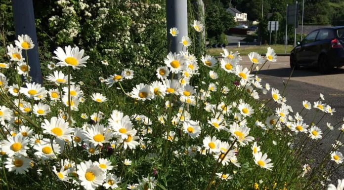 Quarentena pode gerar o melhor verão de todos os tempos para várias espécies de flores.