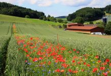 Listras de flores silvestres nos campos agrícolas poderiam substituir a pulverização de pesticidas.