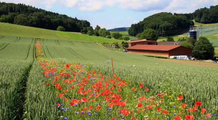 Listras de flores silvestres nos campos agrícolas poderiam substituir a pulverização de pesticidas.