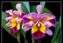 As orquídeas purificam o ar, ajudam a acalmar os nervos e aliviam dores de cabeça.