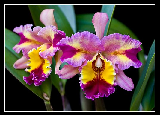 As orquídeas purificam o ar, ajudam a acalmar os nervos e aliviam dores de cabeça.