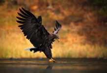 Depois de desaparecer por 240 anos, as águias de cauda branca estão de volta ao sul da Inglaterra.