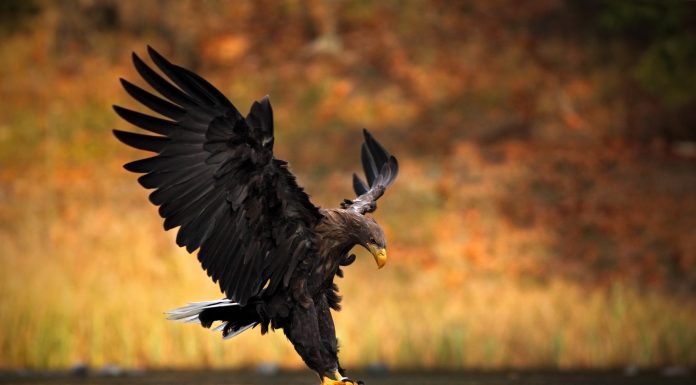 Depois de desaparecer por 240 anos, as águias de cauda branca estão de volta ao sul da Inglaterra.