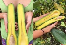 Conheça os Abacates de pescoço longo