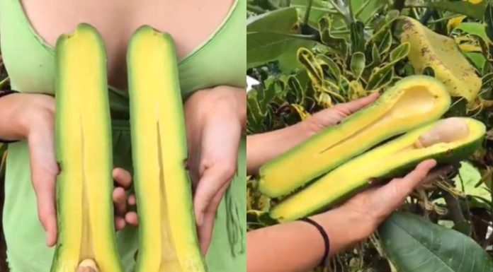 Conheça os Abacates de pescoço longo