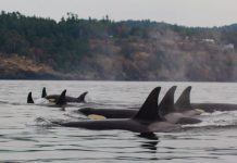 Os seres humanos não são os únicos mamíferos que confiam nas avós para cuidar de crianças: as orcas também.