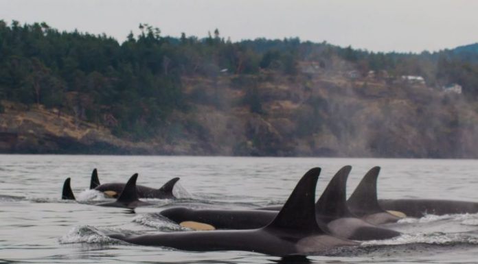 Os seres humanos não são os únicos mamíferos que confiam nas avós para cuidar de crianças: as orcas também.