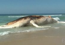 100 quilos de lixo foram descobertos no estômago de um cachalote encontrado na Escócia.