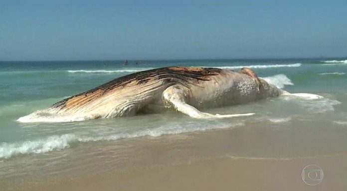 100 quilos de lixo foram descobertos no estômago de um cachalote encontrado na Escócia.