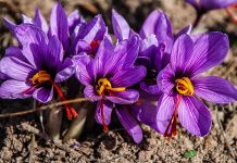 Açafrão da Sardenha, o ouro vermelho que é produzido à mão.