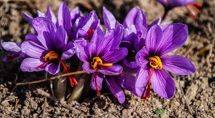 Açafrão da Sardenha, o ouro vermelho que é produzido à mão.