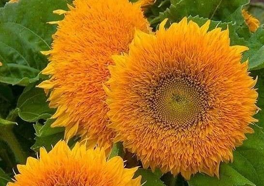 Girassol: flor que parece um urso amarelo.