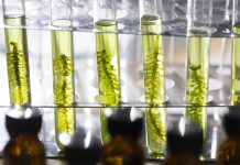 Cientistas convertem algas em combustível utilizável em menos de uma hora.