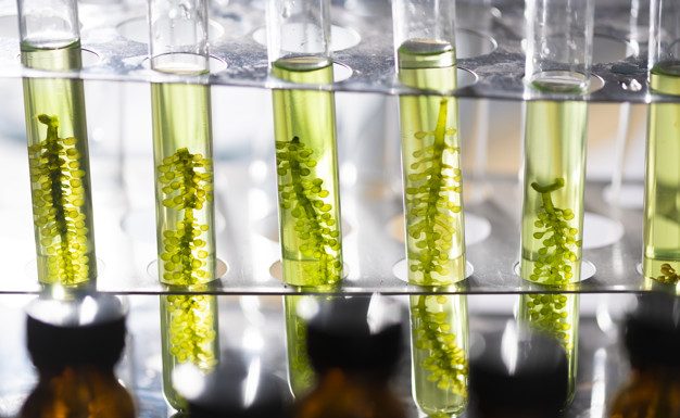 Cientistas convertem algas em combustível utilizável em menos de uma hora.