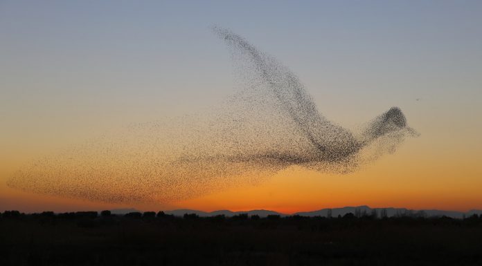 Estorninhos em forma de pássaro gigante: imagem perfeita capturada por fotógrafo.