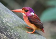 Martim-pescador anão super-raro fotografado pela primeira vez.