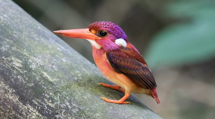 Martim-pescador anão super-raro fotografado pela primeira vez.