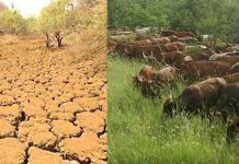 Vacas estão transformando o deserto de volta em pastagens.