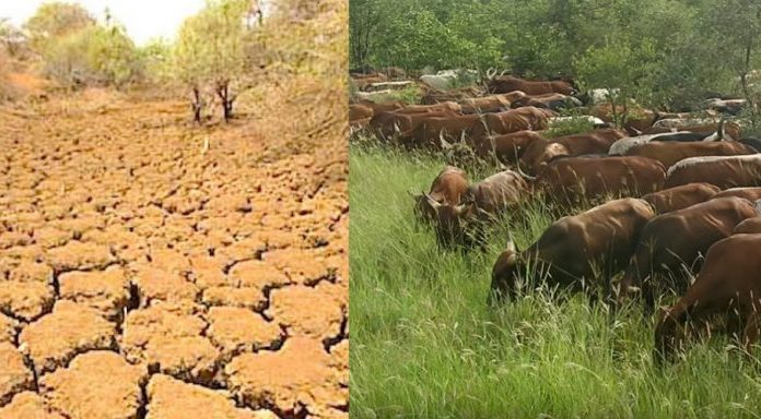 Vacas estão transformando o deserto de volta em pastagens.