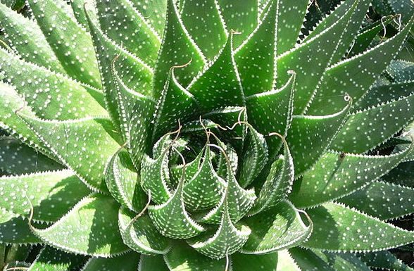 Como a babosa melhora a pele, o cabelo e até a digestão
