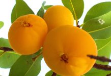 Você conhece a Cagaita – fruto da cagaiteira?