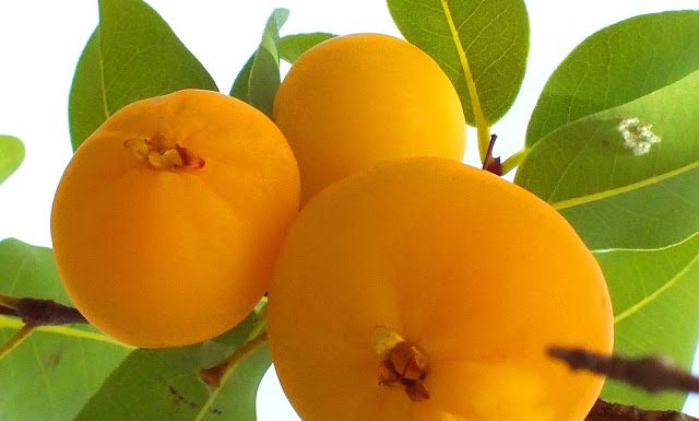 Você conhece a Cagaita – fruto da cagaiteira?