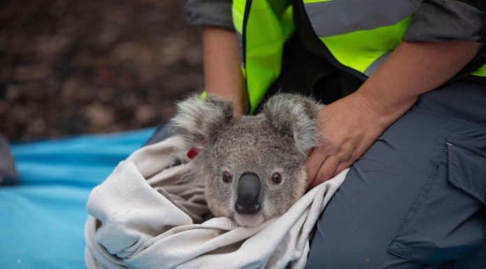 Após incêndios na Austrália, coalas retornam para natureza