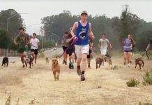 Equipe de cross-country treina com cães solitários.