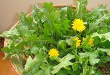 6 ervas daninhas comestíveis que são mais nutritivas do que vegetais comprados em lojas.