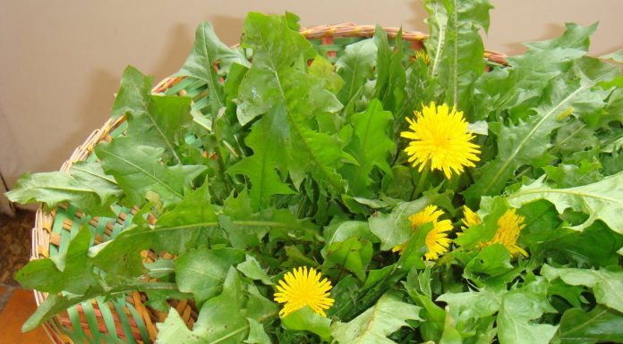 6 ervas daninhas comestíveis que são mais nutritivas do que vegetais comprados em lojas.