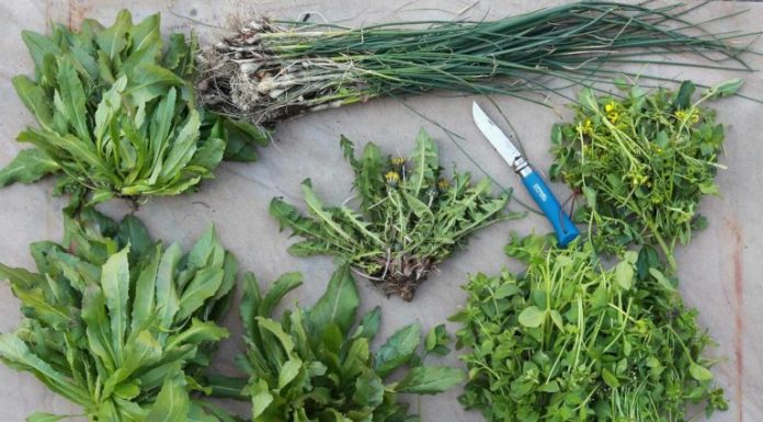 Coma suas ervas daninhas: 10 deliciosas espécies invasoras de plantas.