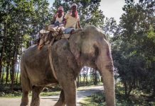 Quarentena libera mais de 70 elefantes do trabalho árduo na Tailândia
