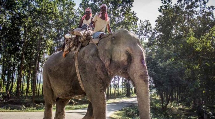 Quarentena libera mais de 70 elefantes do trabalho árduo na Tailândia
