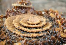 Essas abelhas constroem colmeias em espiral e ninguém parece saber por que.